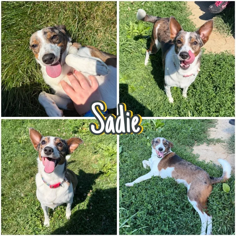 Sadie thumbnail 4