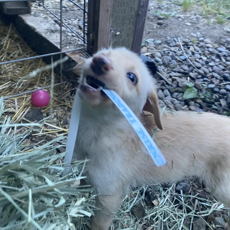 A baby medium-sized female Labrador Retriever dog named Sunshine for adoption in Otis, OR