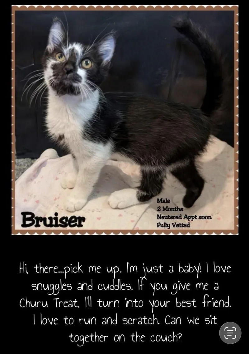 A baby small-sized male Black & White / Tuxedo Domestic Short Hair cat named Bruiser for adoption in Woodlawn, TN
