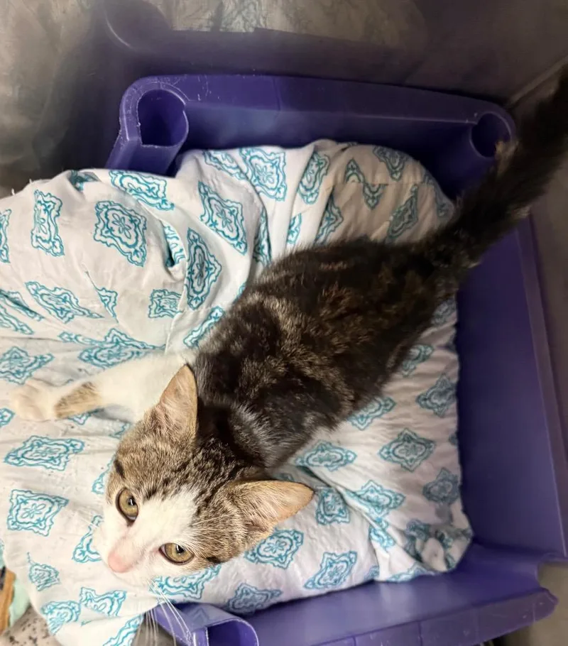 A baby small-sized female Domestic Short Hair cat named Viola for adoption in Syracuse, IN