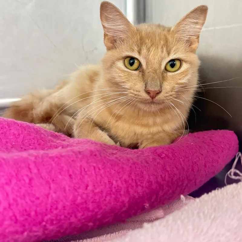 A young medium-sized female Orange / Red Domestic Medium Hair cat named Ember for adoption in Lauderhill, FL