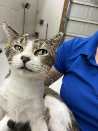 An adult small-sized male Domestic Short Hair cat named Fifteen for adoption in Gainesville, FL