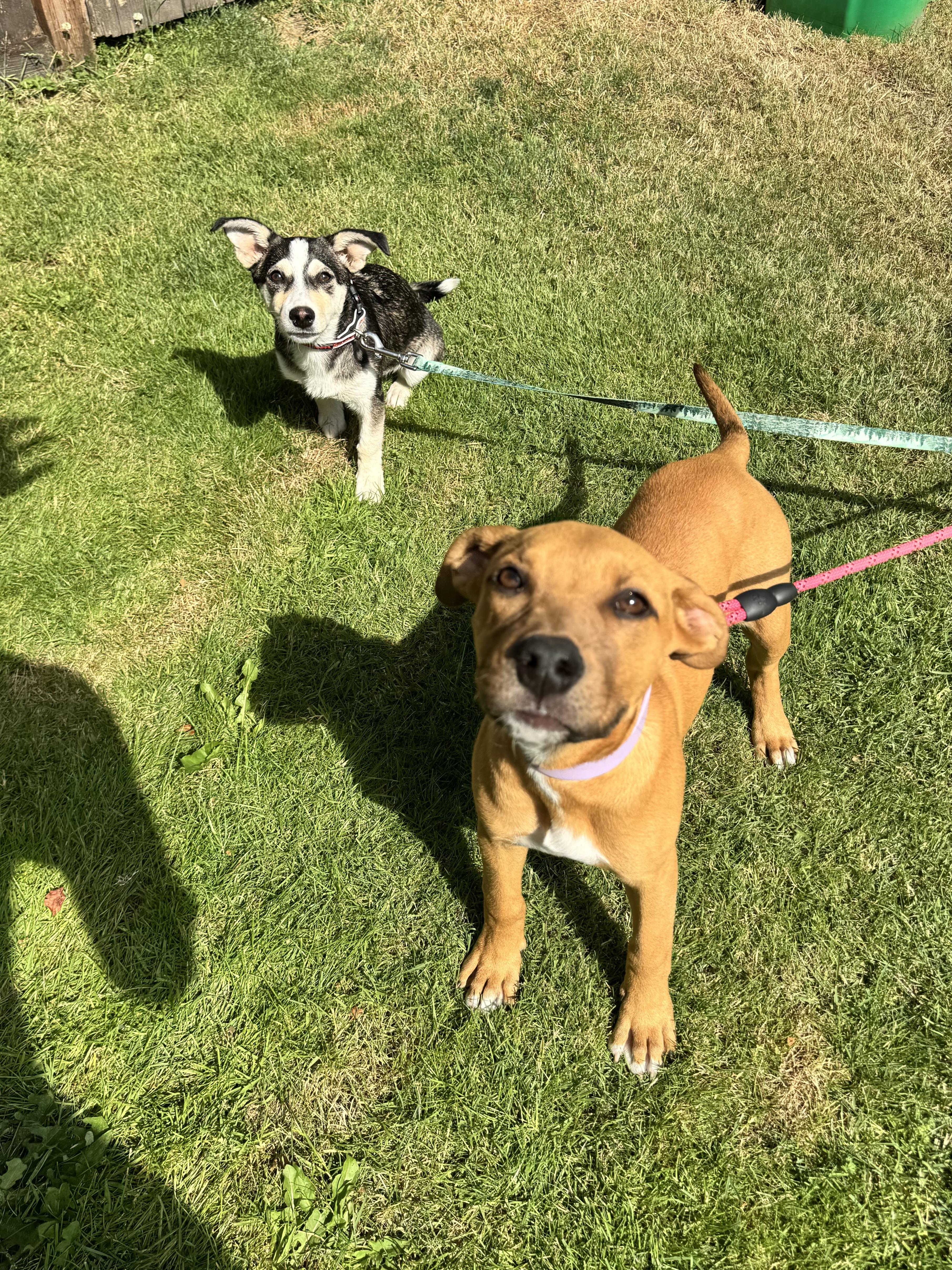 A baby small-sized female Terrier dog named Louie for adoption in Olympia, WA