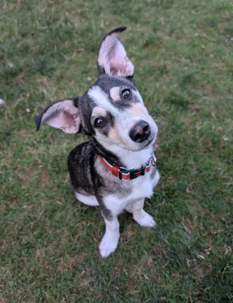 Louie thumbnail 3