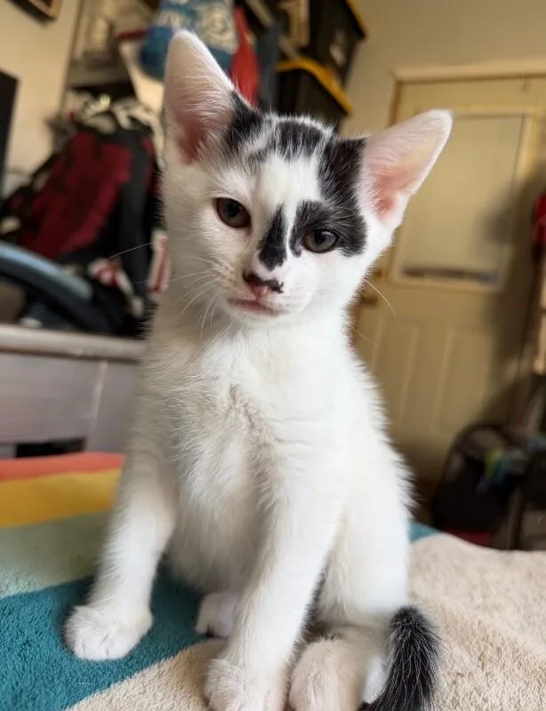 A young medium-sized male White Domestic Short Hair cat named Beast Boy for adoption in North Babylon, NY