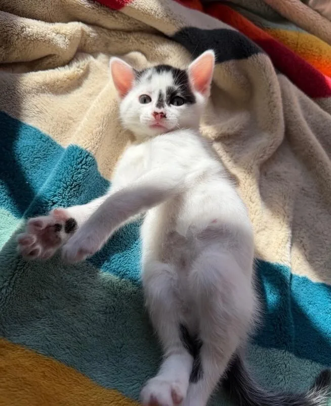 Beast Boy thumbnail 2