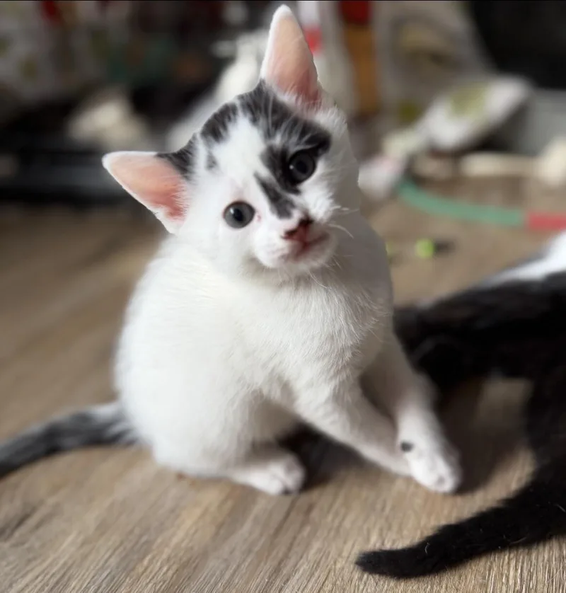 Beast Boy thumbnail 3