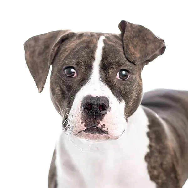 An adult large-sized female Pit Bull Terrier dog named Miss Wiggles for adoption in Des Moines, IA