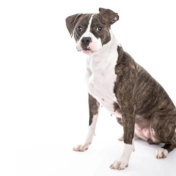 Miss Wiggles thumbnail 2