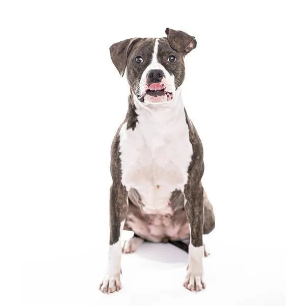 Miss Wiggles thumbnail 3