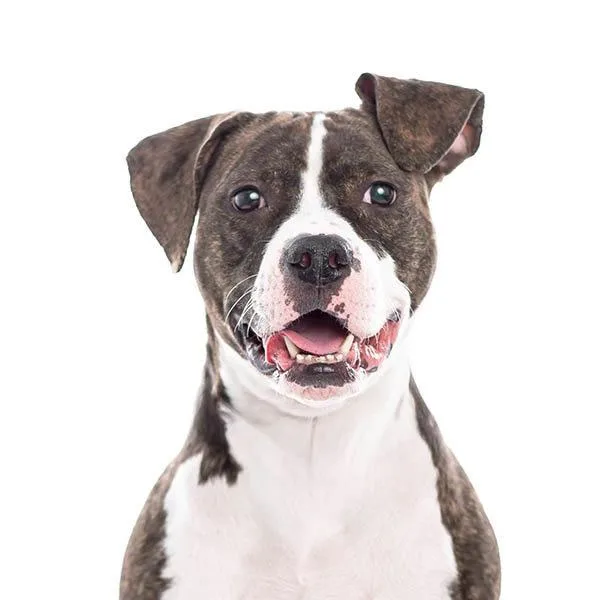 Miss Wiggles thumbnail 5