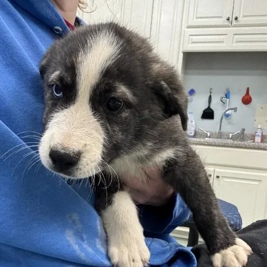 A baby large-sized male Brown / Chocolate Husky dog named Ny Old Fashioned Avail for adoption in Eastford, CT