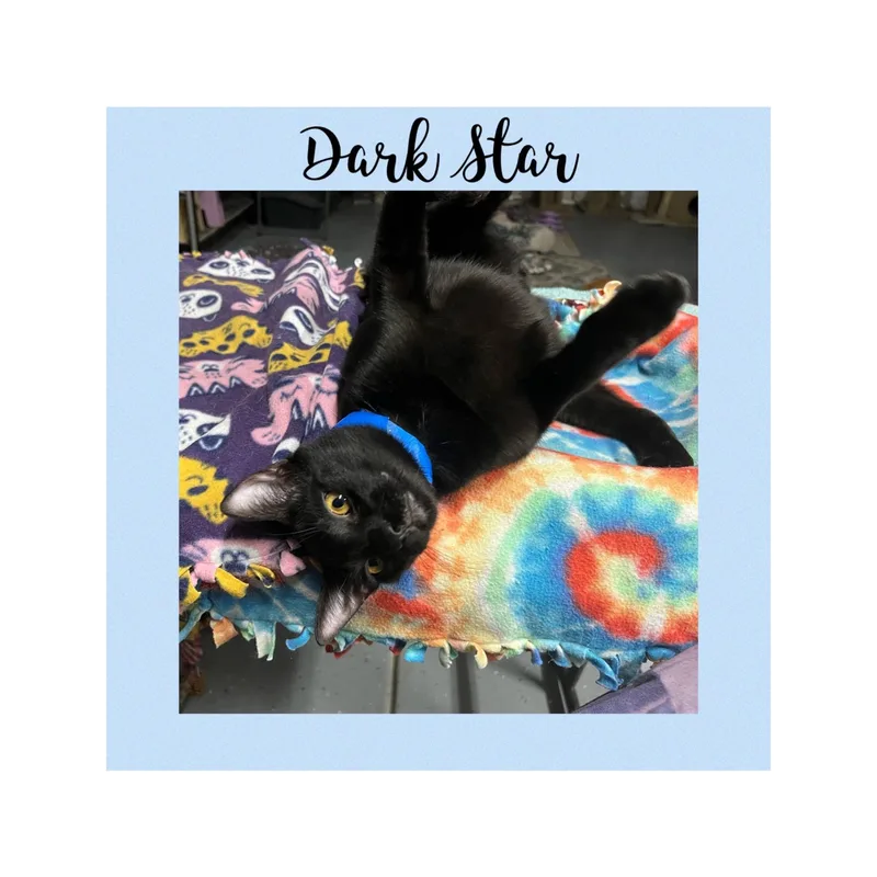 An adult medium-sized male Black Domestic Short Hair cat named Dark Star for adoption in Gilroy, CA