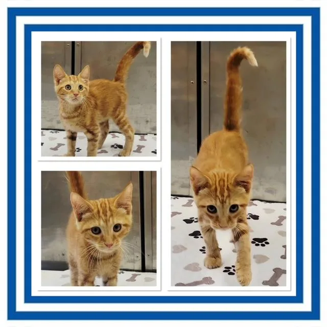 A baby small-sized male Tabby (Orange / Red) Domestic Short Hair cat named Bumble for adoption in Buckhannon, WV