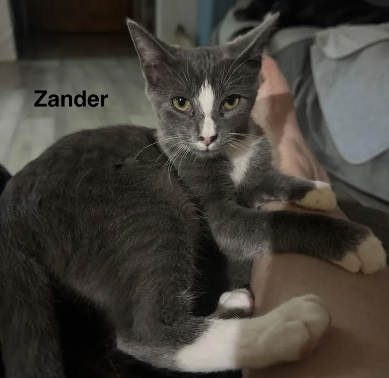 A baby medium-sized male Gray & White American Shorthair cat named Zander for adoption in Massillon, OH