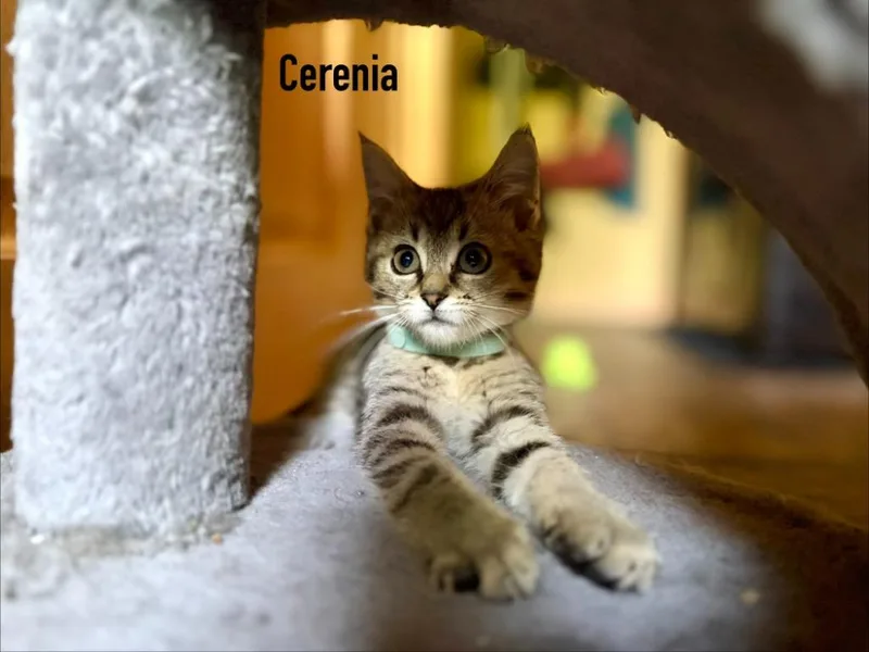 A baby small-sized female Domestic Short Hair cat named Cerenia  Dex for adoption in Minneapolis, MN