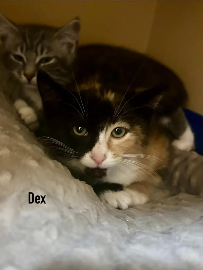 Cerenia  Dex thumbnail 2