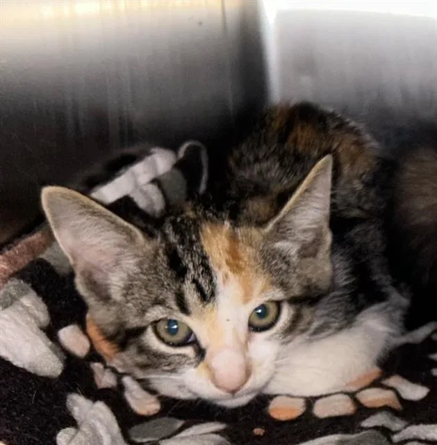 A baby large-sized female Domestic Short Hair cat named Purrtricia Dough for adoption in Sugar Land, TX