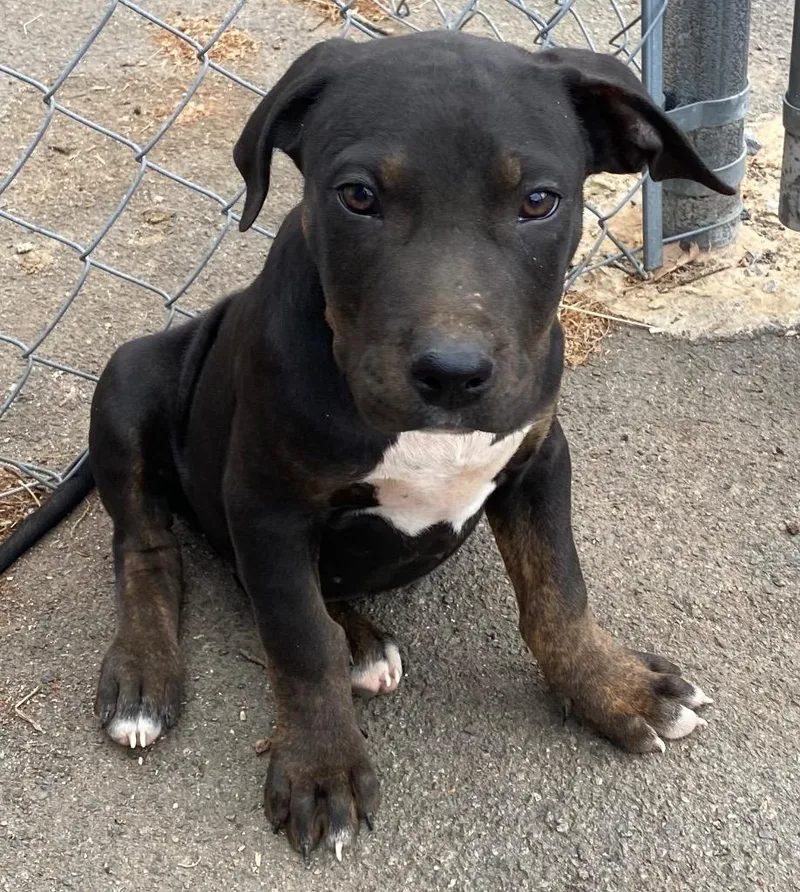 A baby medium-sized male Mixed Breed dog named Jackson for adoption in Little Rock, AR