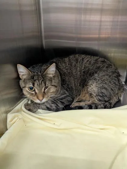 An adult medium-sized male Domestic Short Hair cat named Clover for adoption in Shawano, WI