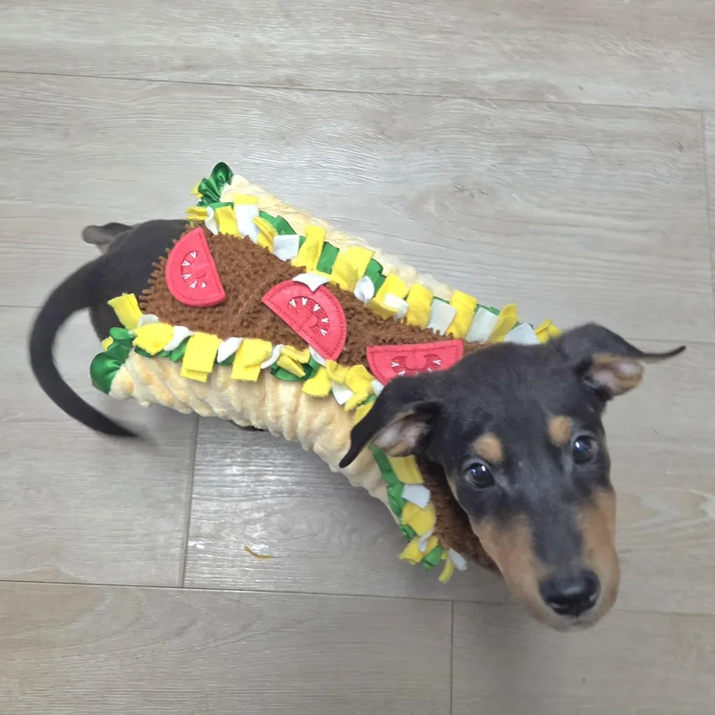 A baby large-sized female Black German Shepherd Dog dog named Taco for adoption in Wyandotte, MI