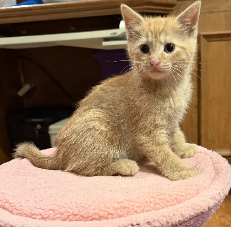 A baby small-sized male Orange / Red Domestic Short Hair cat named Richmond for adoption in Williamsville, NY