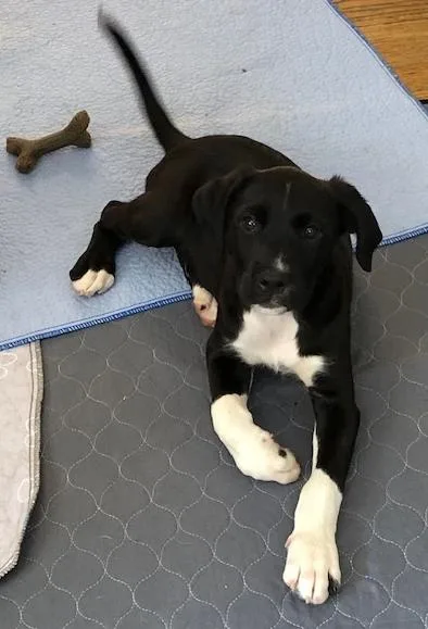A baby large-sized male Labrador Retriever dog named Geo for adoption in Kansas City, MO