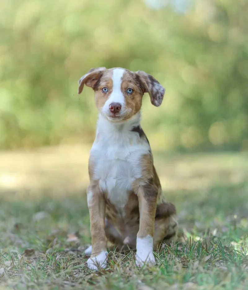 A baby small-sized male Aussiedoodle dog named Clyde for adoption in Lucedale, MS