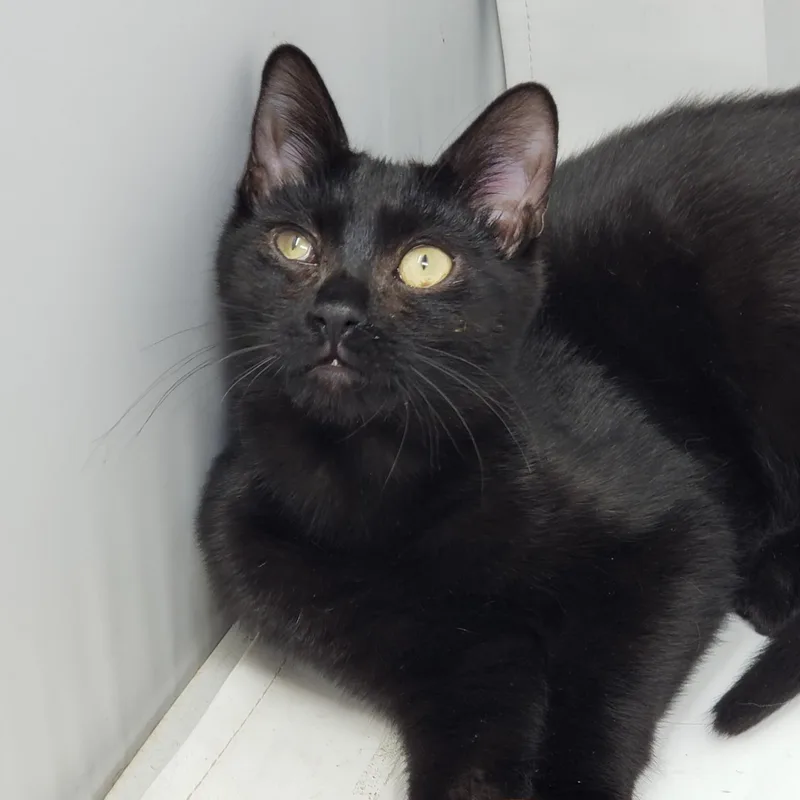 A baby medium-sized male Black Domestic Short Hair cat named Raymond for adoption in Beacon, NY