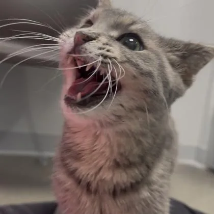An adult small-sized male Domestic Short Hair cat named Mars for adoption in Janesville, WI