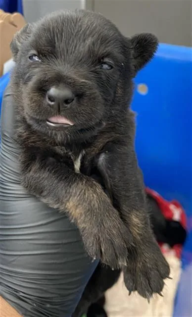 A baby large-sized male Mixed Breed dog named Slate for adoption in Dallas, TX