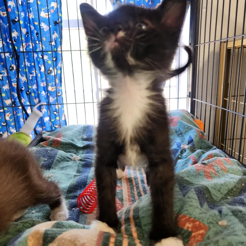 A baby medium-sized female Black & White / Tuxedo Domestic Short Hair cat named Inky for adoption in Yarnell, AZ
