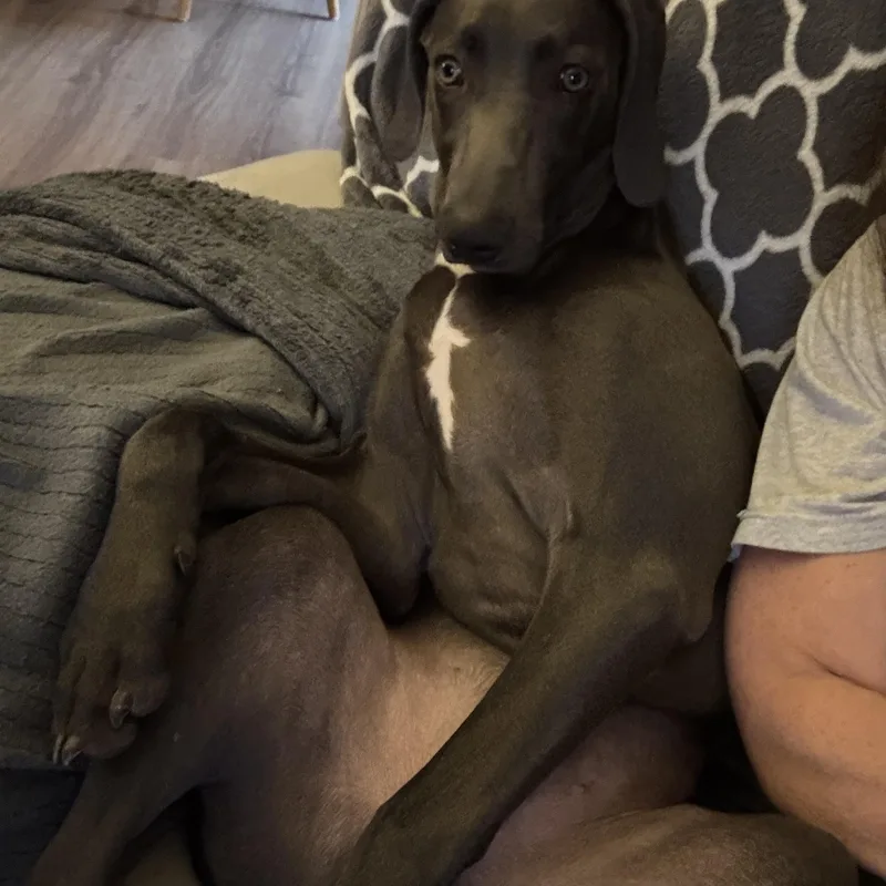 A young large-sized male Gray / Blue / Silver Weimaraner dog named Denver for adoption in Jeffersonville, IN