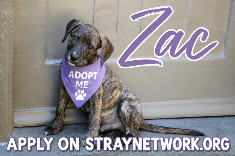 Zac thumbnail 4