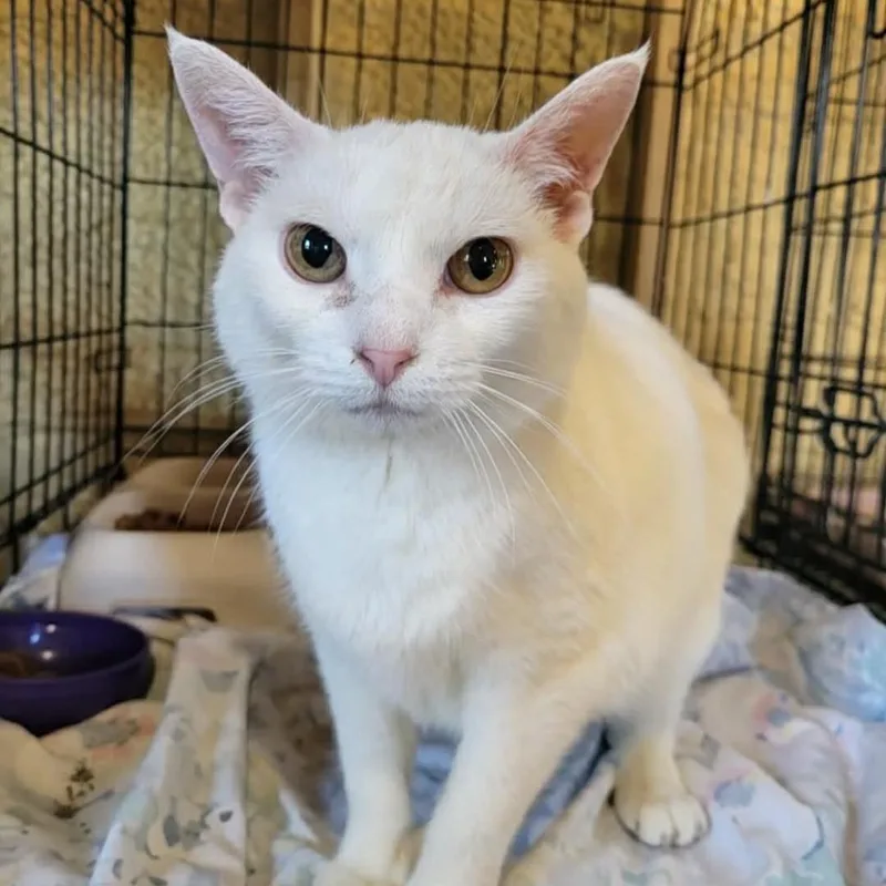A senior large-sized female White Domestic Short Hair cat named Blossom for adoption in Park Falls, WI