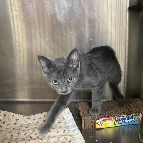 A baby medium-sized female Domestic Short Hair cat named Pebbles for adoption in Des Moines, IA
