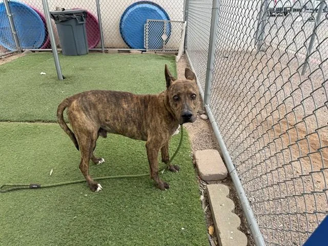 An adult large-sized male Pit Bull Terrier dog named Twinkle for adoption in Mesa, AZ