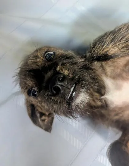 A baby medium-sized male Terrier dog named Melvin for adoption in Houston, TX