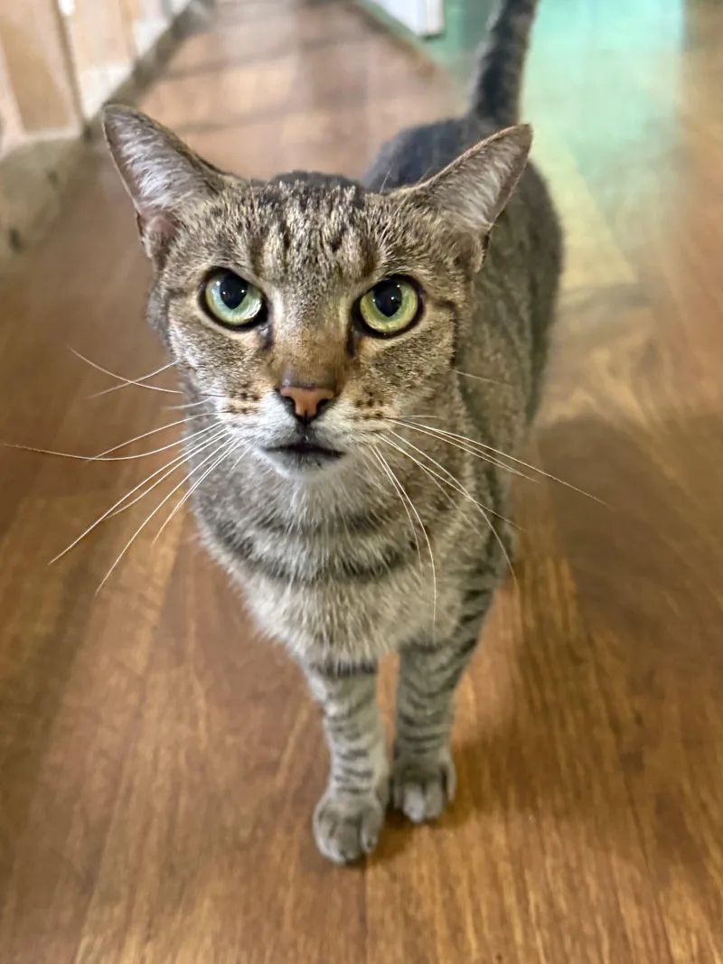 A senior medium-sized female Tabby (Brown / Chocolate) Domestic Short Hair cat named Khloe for adoption in Talbott, TN