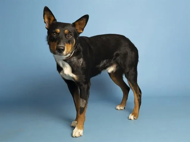 Roscoe