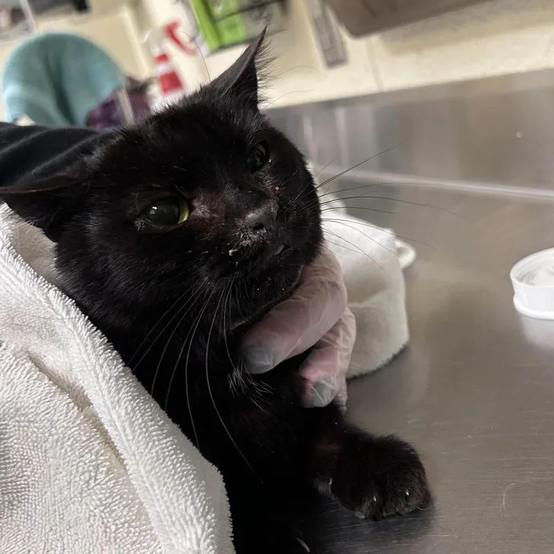 An adult medium-sized female Black Domestic Short Hair cat named Rosie for adoption in Asheville, NC