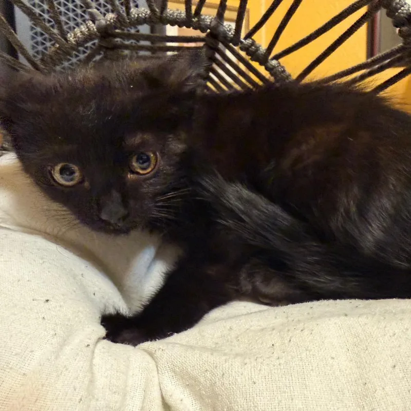 A baby small-sized female Black Domestic Long Hair cat named Brownie for adoption in Flower Mound, TX