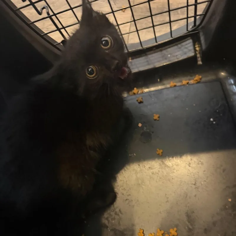Brownie thumbnail 3