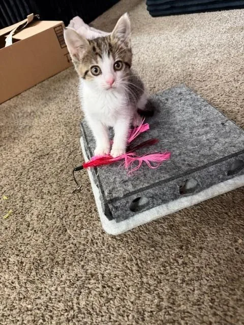 A baby medium-sized female Tabby (Brown / Chocolate) Domestic Short Hair cat named Baby Kinsley for adoption in Albertville, MN