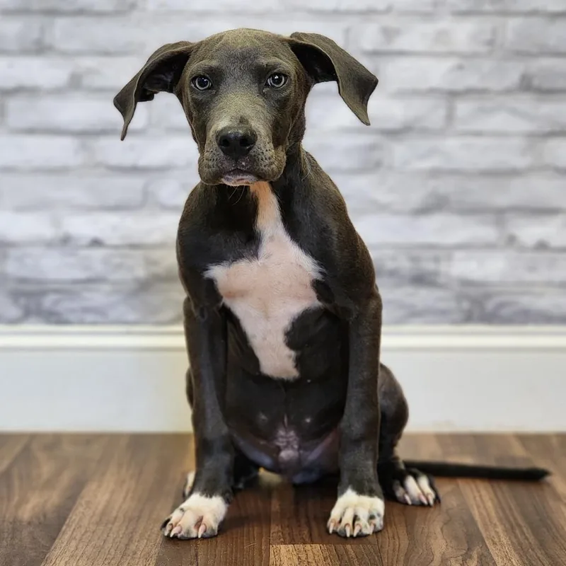Pasco