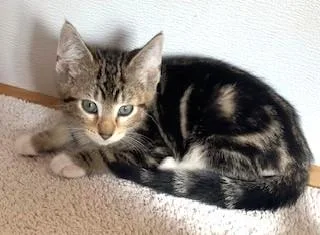 A baby medium-sized male Brown / Chocolate American Shorthair cat named Tidbit for adoption in Bow, WA
