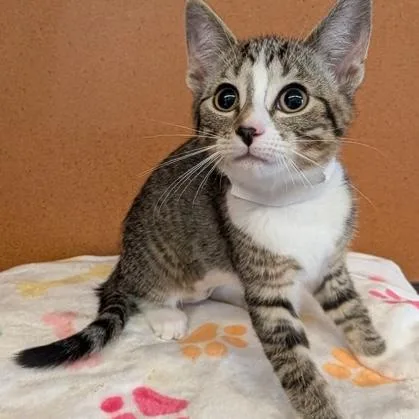 A baby small-sized female Tabby (Brown / Chocolate) Domestic Short Hair cat named Vera for adoption in Rochester, MN