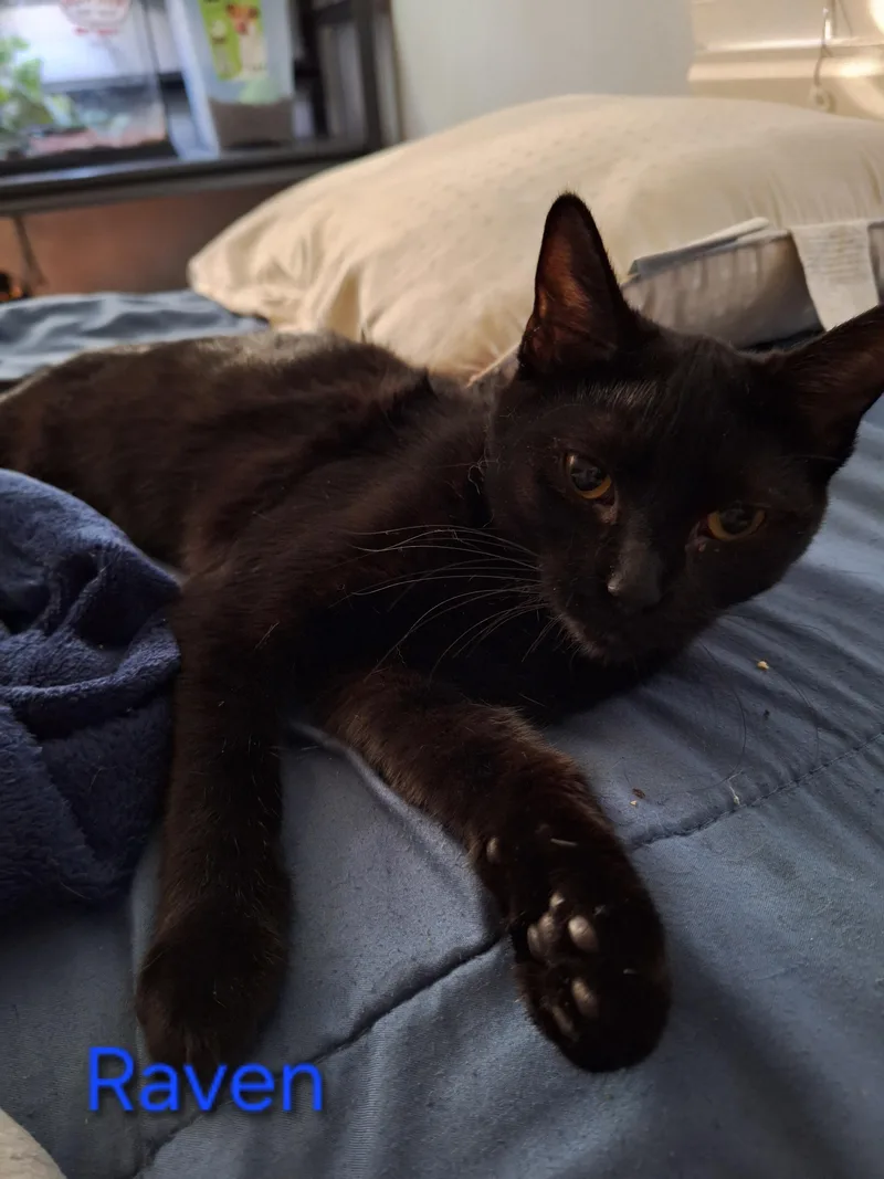 An adult medium-sized female Black Domestic Short Hair cat named Raven for adoption in Kearney, NE