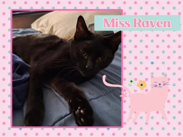 Raven thumbnail 2