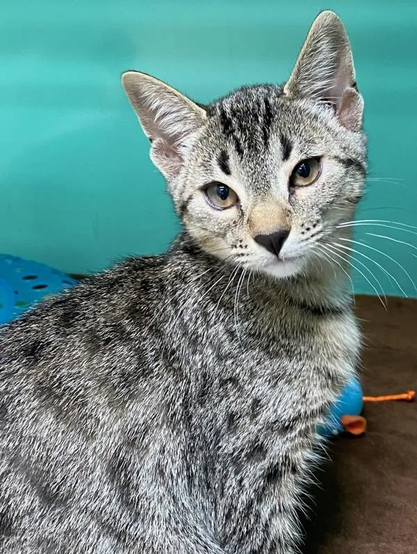 A baby small-sized female Domestic Short Hair cat named Debbie for adoption in Novato, CA